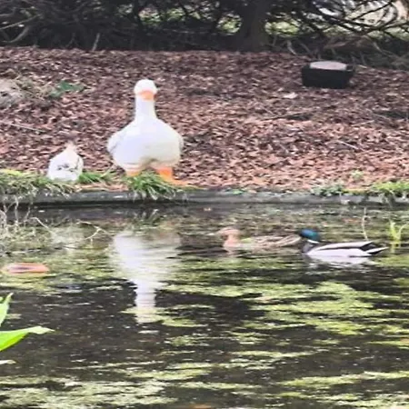 בקתה Stylish With